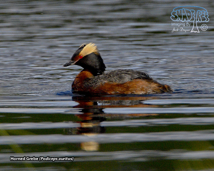 Horned Grebe - Podiceps auritus