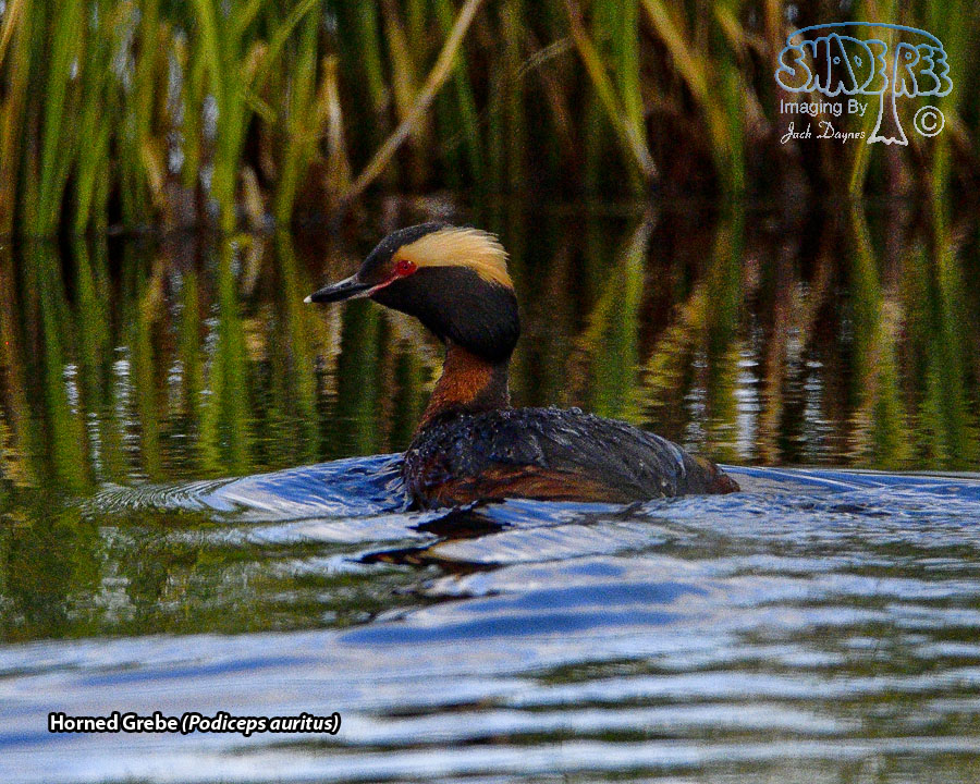 Horned Grebe - Podiceps auritus