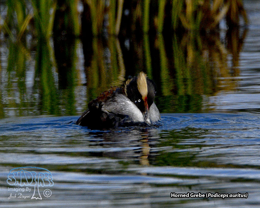 Horned Grebe - Podiceps auritus