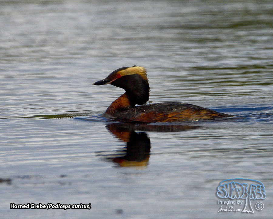 Horned Grebe - Podiceps auritus