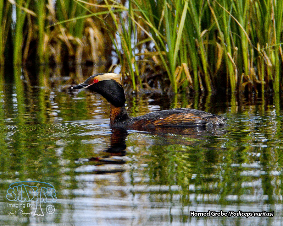 Horned Grebe - Podiceps auritus