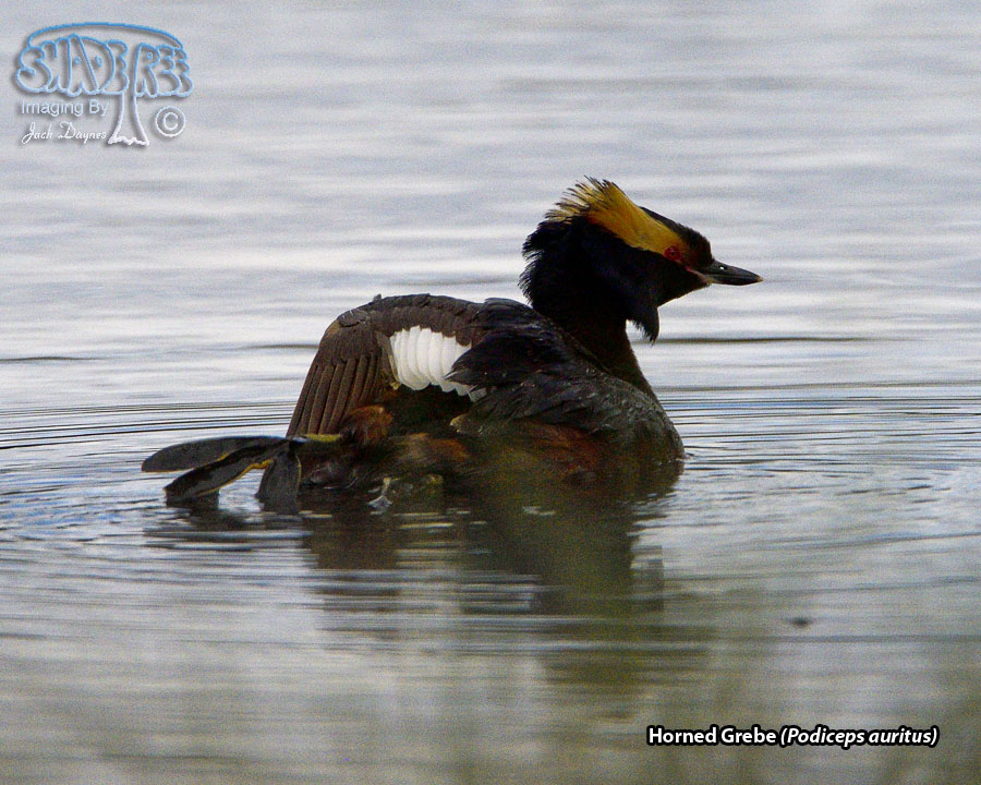 Horned Grebe - Podiceps auritus
