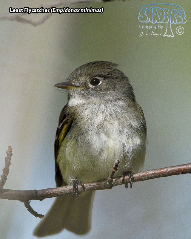 Least Flycatcher - Empidonax minimus