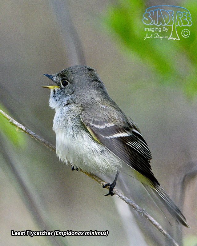 Least Flycatcher - Empidonax minimus