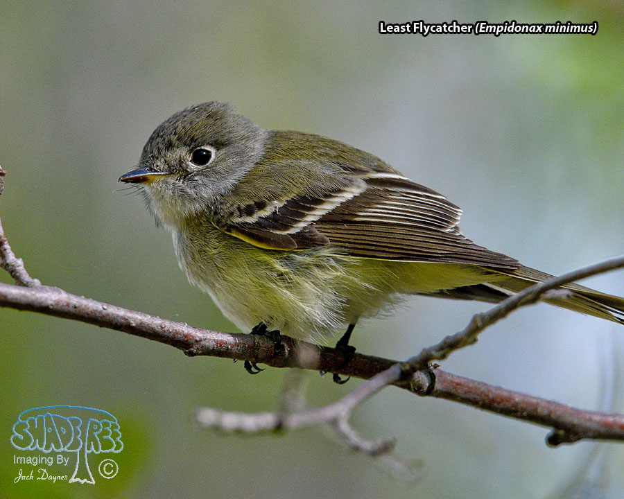 Least Flycatcher - Empidonax minimus