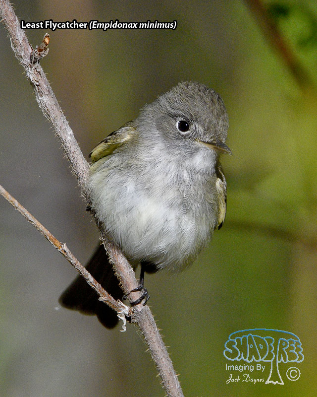 Least Flycatcher - Empidonax minimus