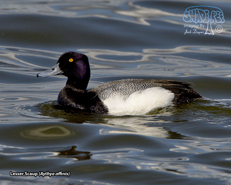 Lesser Scaup - Aythya affinis