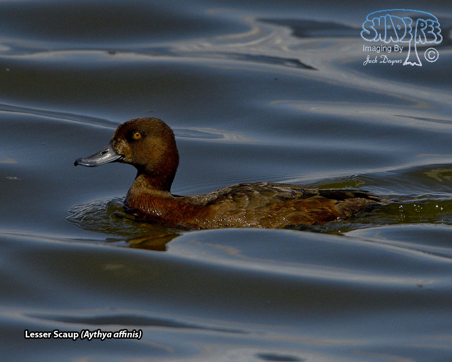 Lesser Scaup - Aythya affinis
