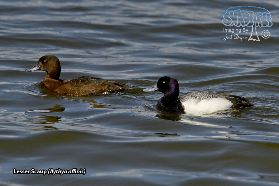 Lesser Scaup - Aythya affinis
