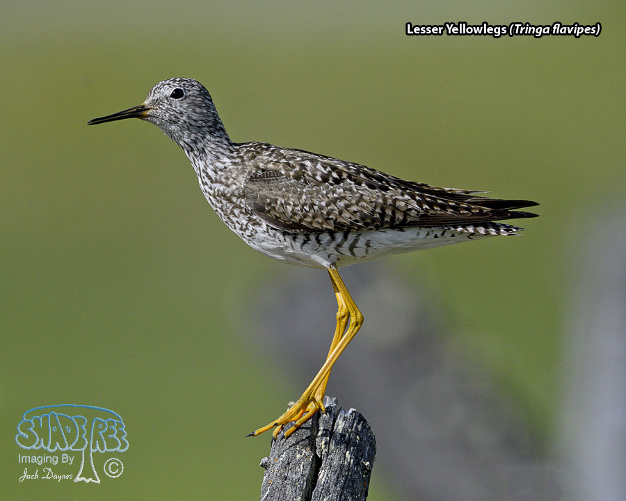 Lesser Yellowlegs - Tringa flavipes