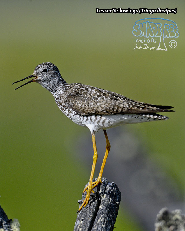 Lesser Yellowlegs - Tringa flavipes