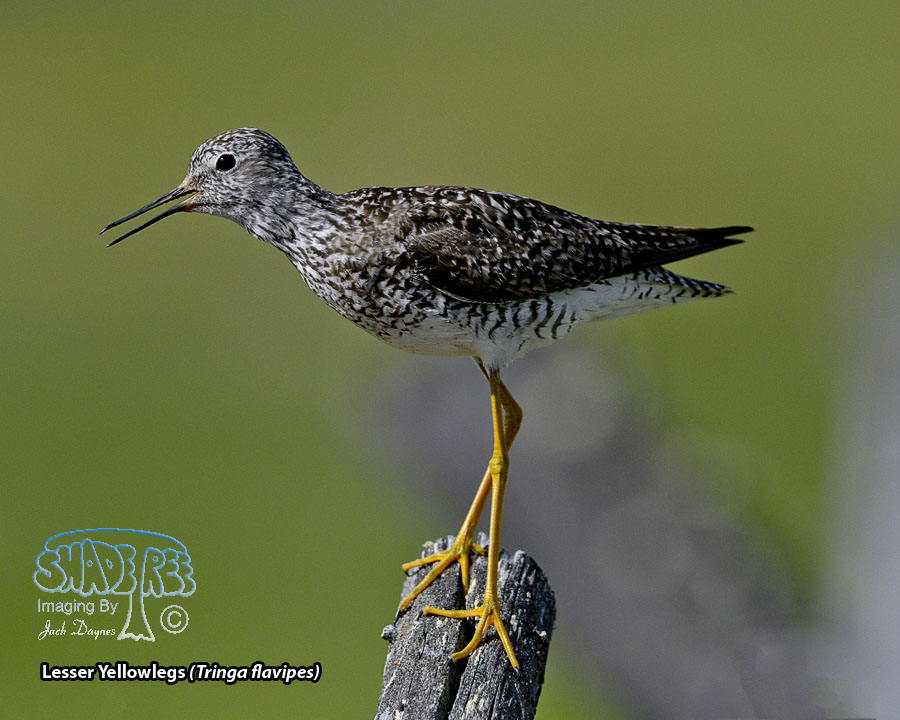 Lesser Yellowlegs - Tringa flavipes