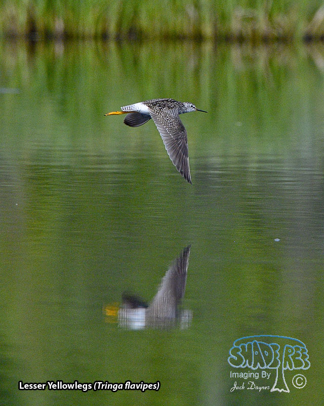 Lesser Yellowlegs - Tringa flavipes