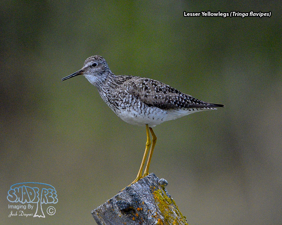 Lesser Yellowlegs - Tringa flavipes