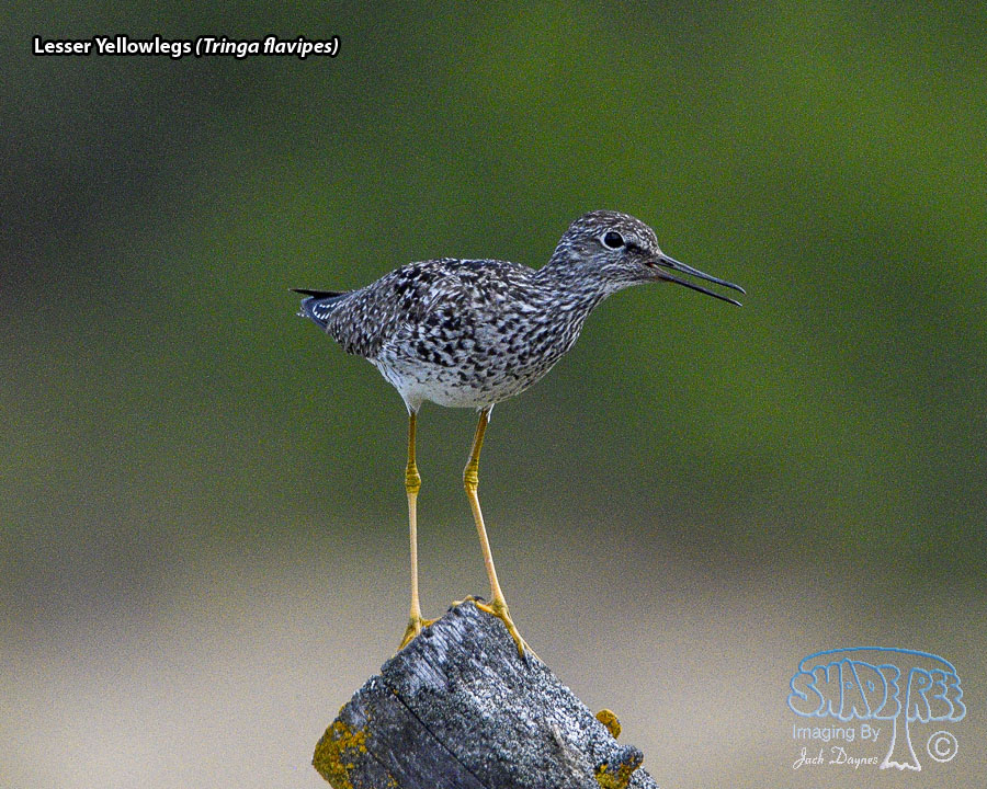 Lesser Yellowlegs - Tringa flavipes