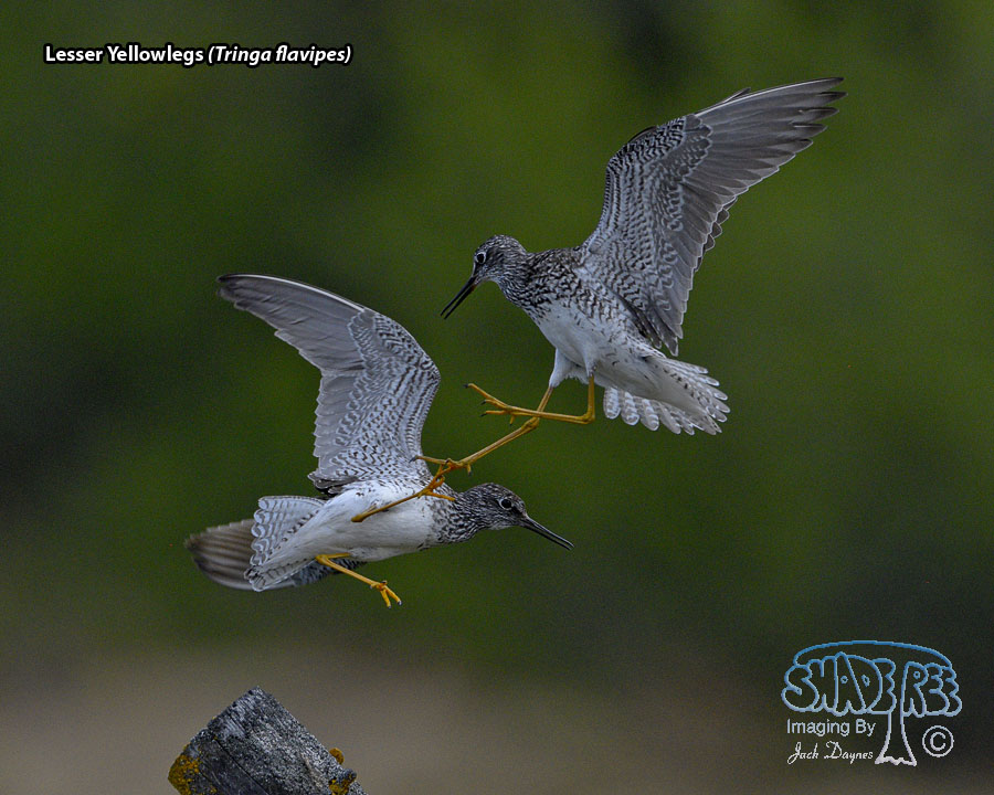 Lesser Yellowlegs - Tringa flavipes