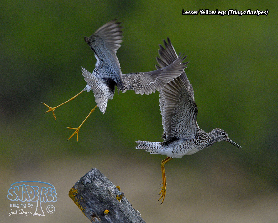 Lesser Yellowlegs - Tringa flavipes