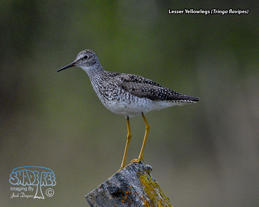 Lesser Yellowlegs - Tringa flavipes
