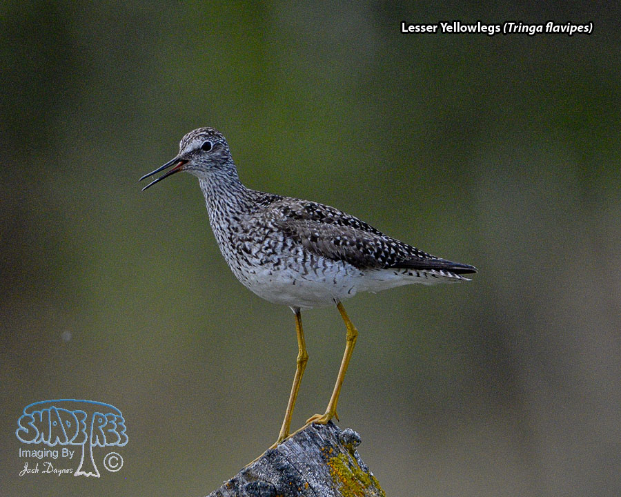 Lesser Yellowlegs - Tringa flavipes