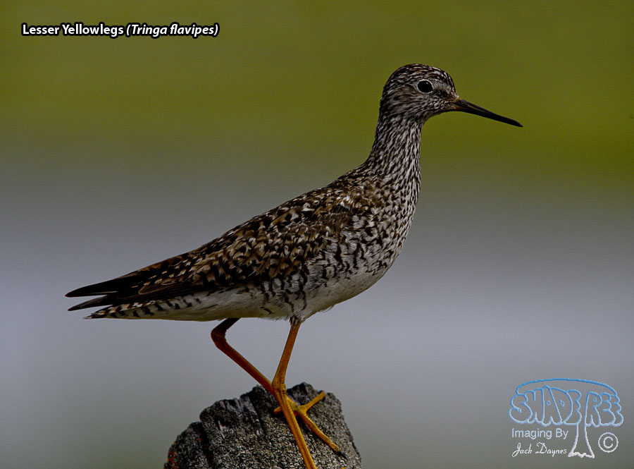 Lesser Yellowlegs - Tringa flavipes