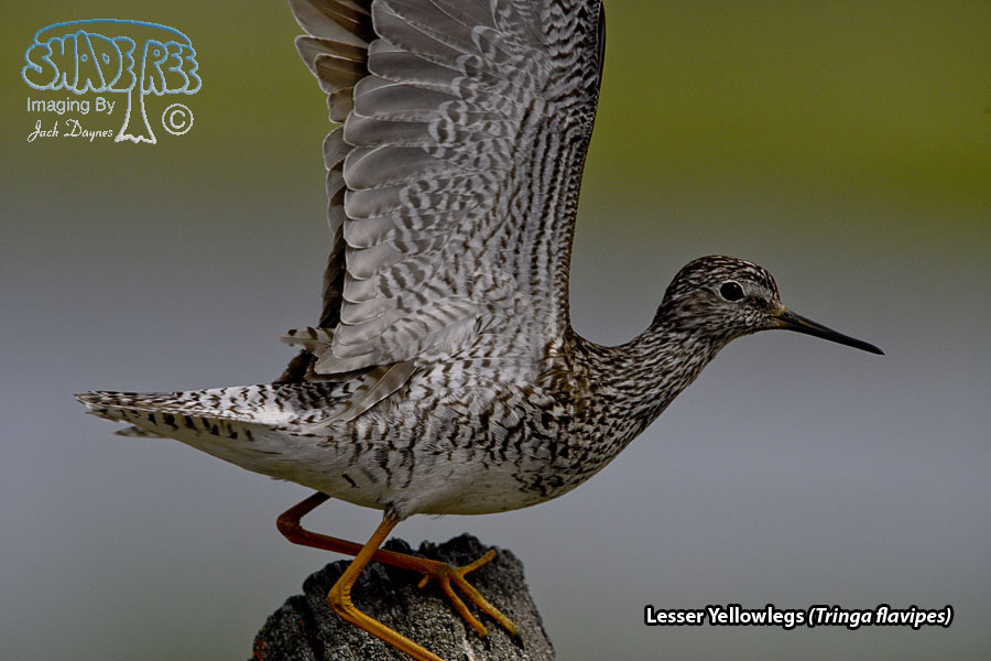Lesser Yellowlegs - Tringa flavipes