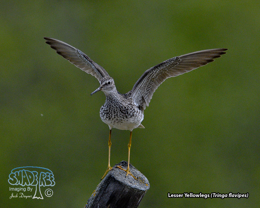 Lesser Yellowlegs - Tringa flavipes