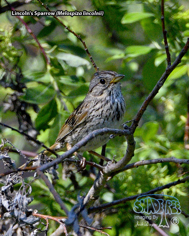 Lincoln's Sparrow - Melospiza lincolnii