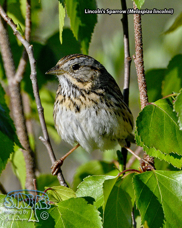 Lincoln's Sparrow - Melospiza lincolnii