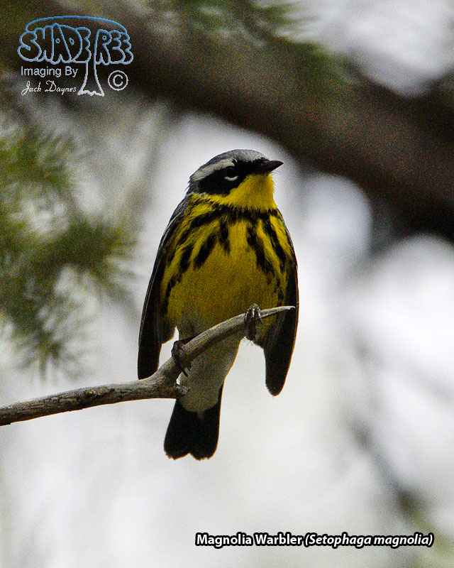 Magnolia Warbler - Setophaga magnolia