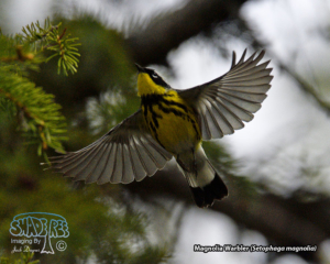 2022-05-30 Late May At Lesser Slave Lake