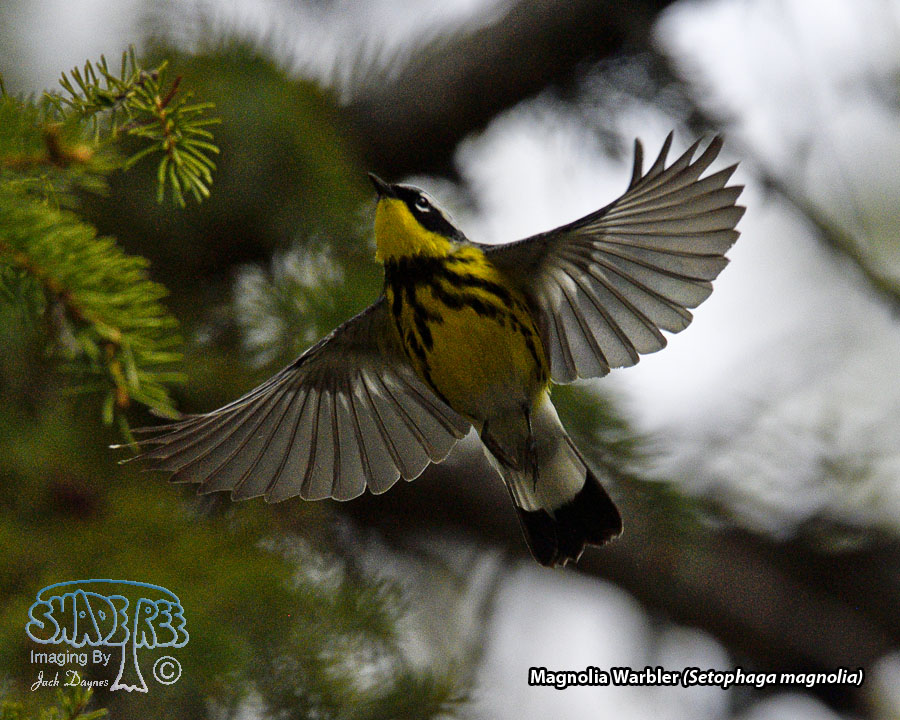 Magnolia Warbler - Setophaga magnolia