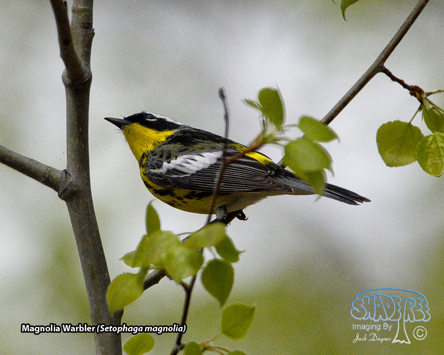 Magnolia Warbler - Setophaga magnolia