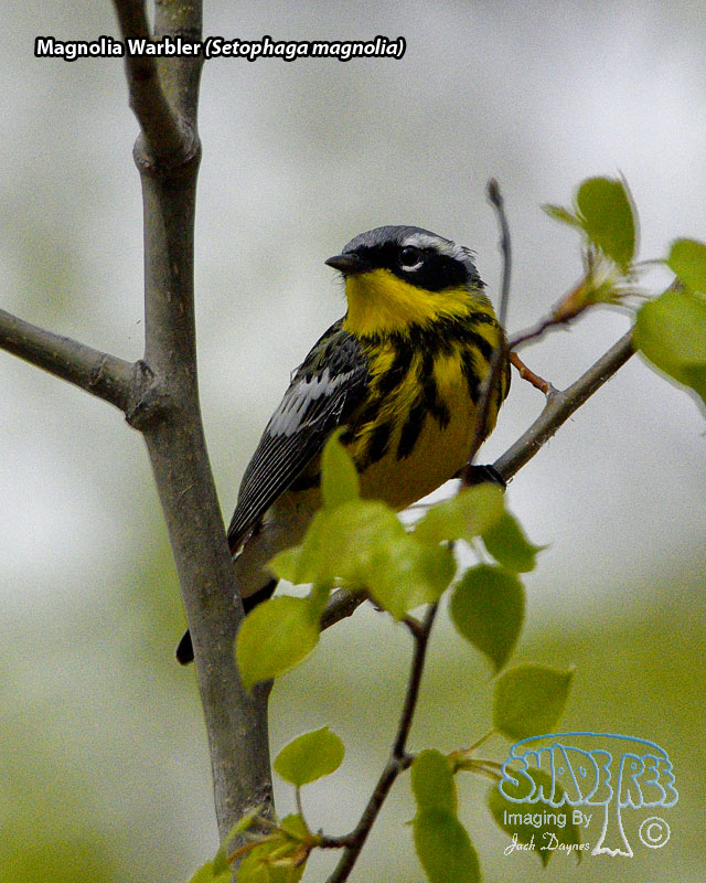 Magnolia Warbler - Setophaga magnolia