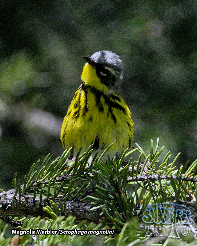 Magnolia Warbler - Setophaga magnolia