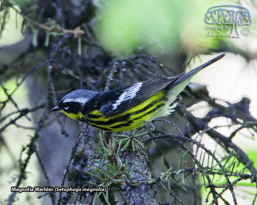 Magnolia Warbler - Setophaga magnolia