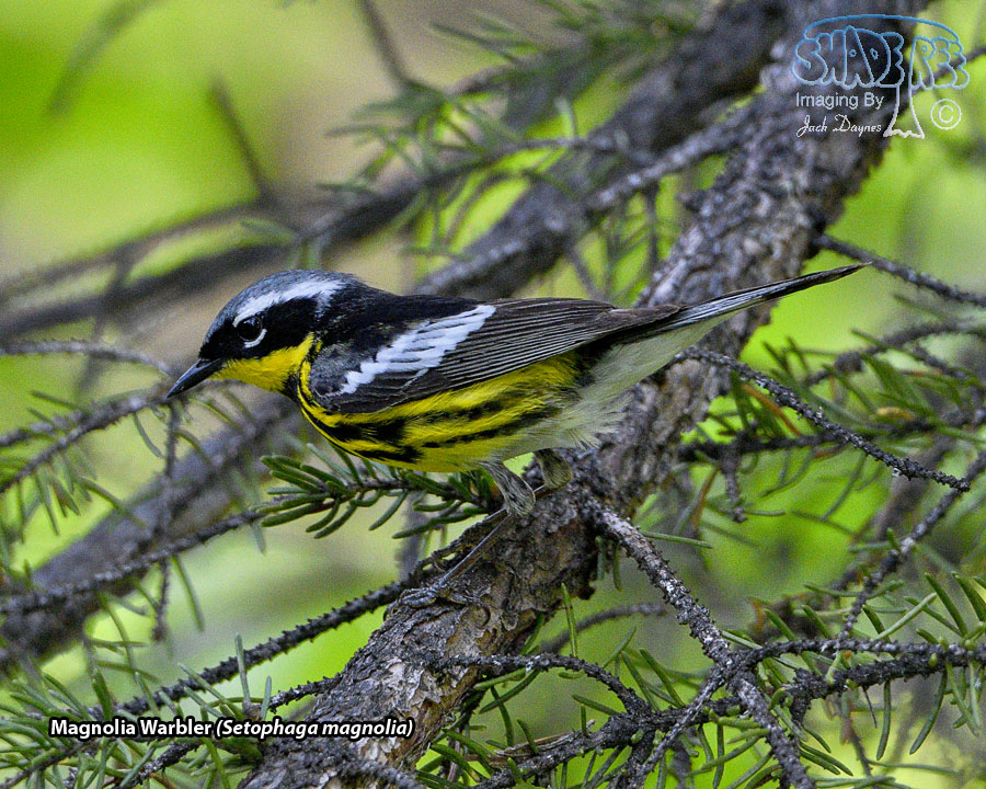 Magnolia Warbler - Setophaga magnolia