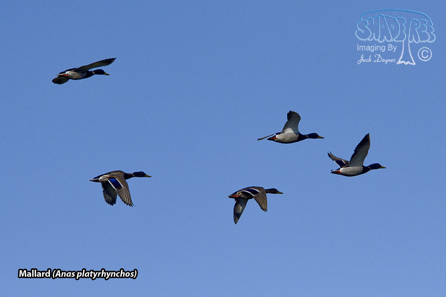 Mallard - Anas platyrhynchos