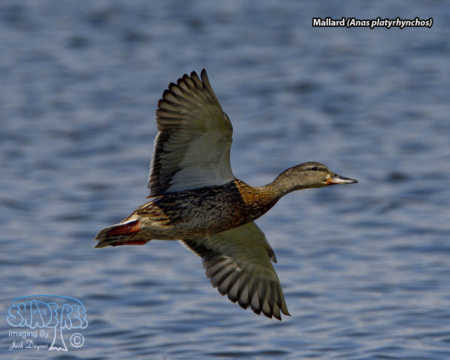 Mallard - Anas platyrhynchos