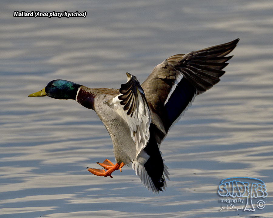 Mallard - Anas platyrhynchos