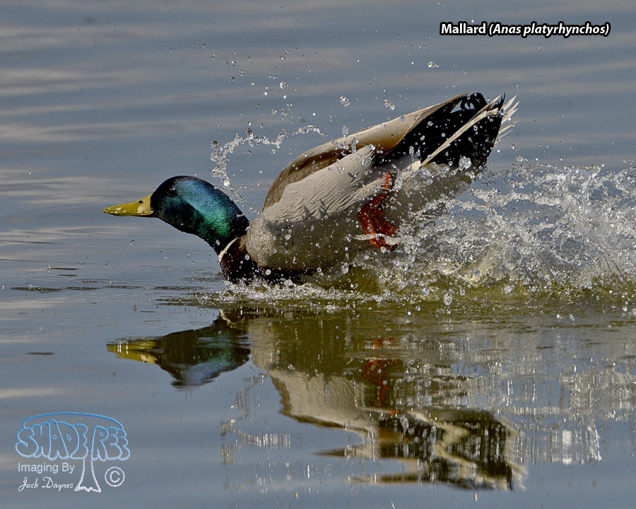 Mallard - Anas platyrhynchos