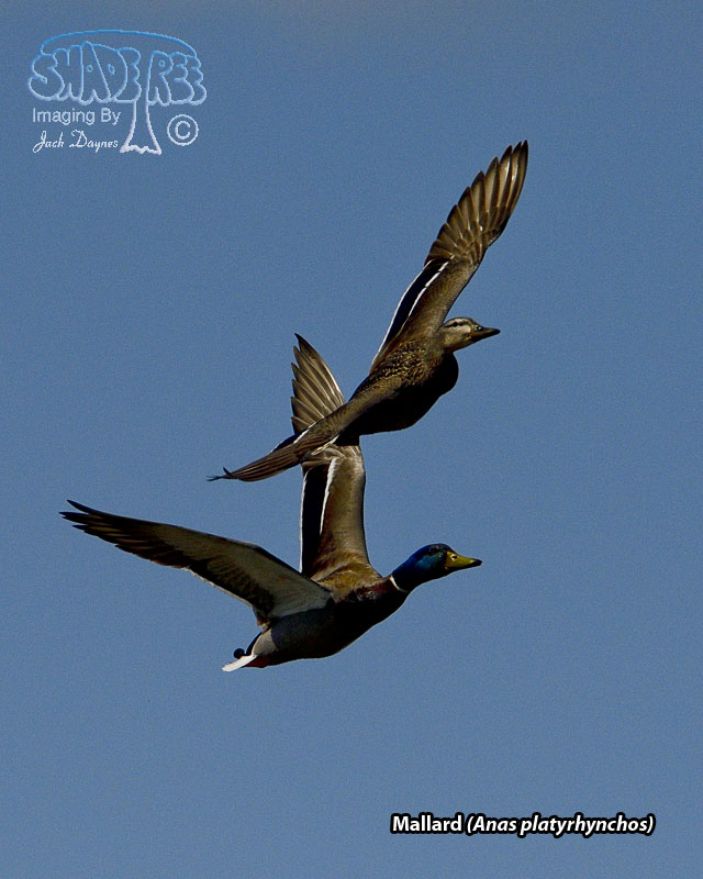 Mallard - Anas platyrhynchos