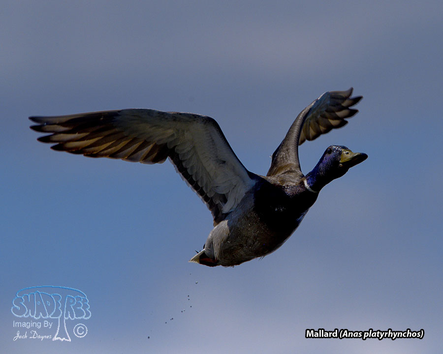 Mallard - Anas platyrhynchos