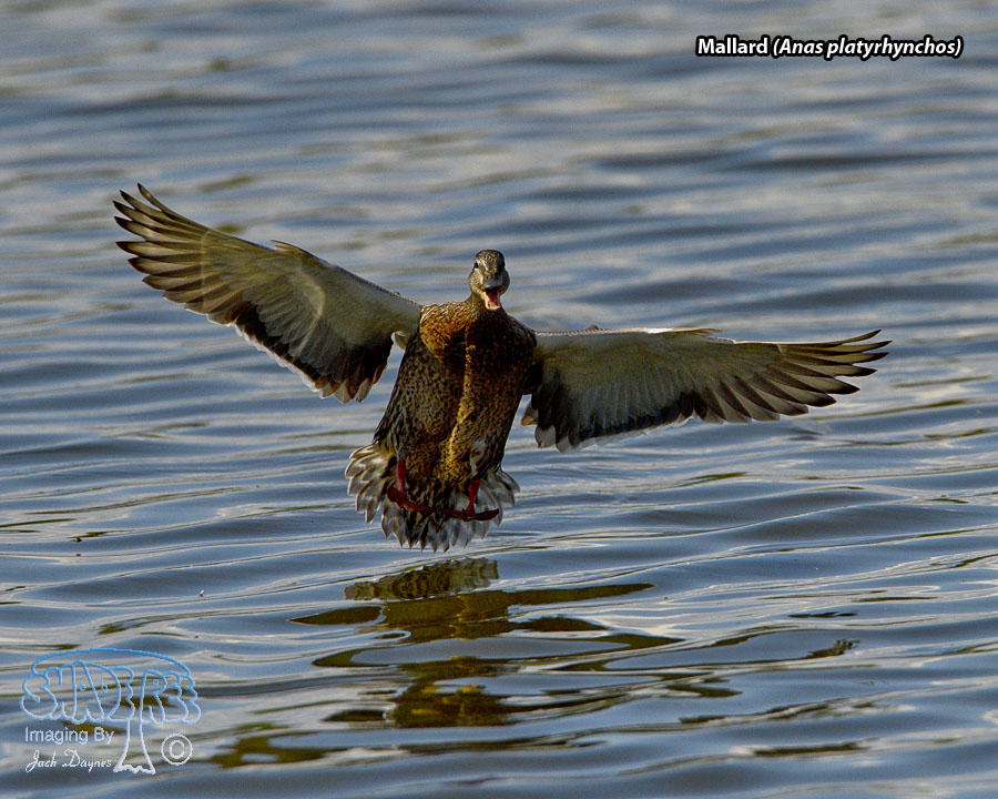 Mallard - Anas platyrhynchos