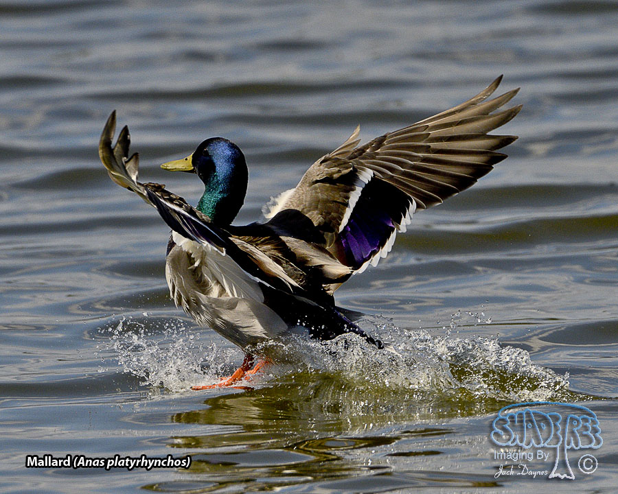 Mallard - Anas platyrhynchos