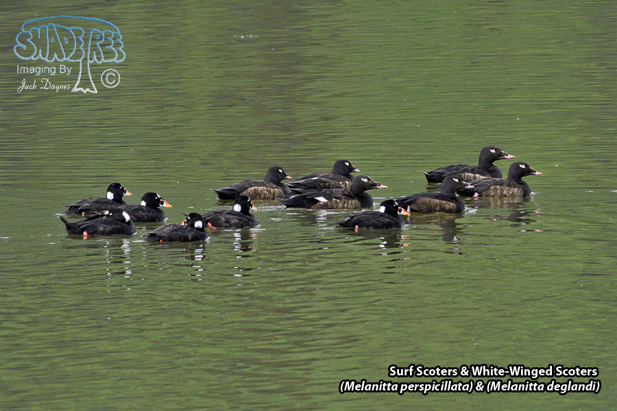 Surf Scoter & White-Winged Scoter - (Melanitta perspicillata) & (Melanitta deglandi)