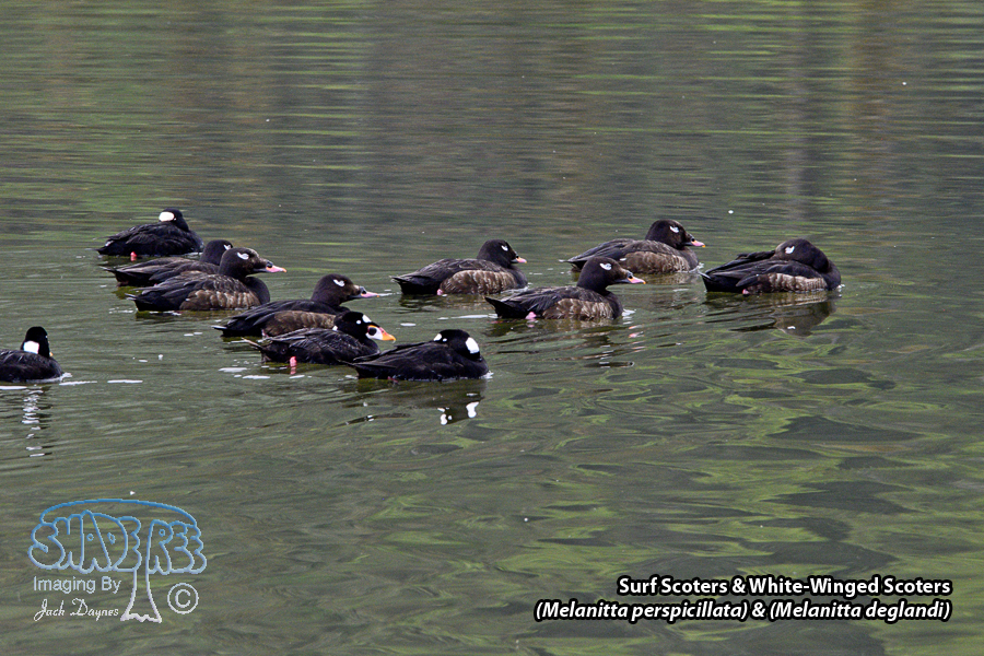 Surf Scoter & White-Winged Scoter - (Melanitta perspicillata) & (Melanitta deglandi)