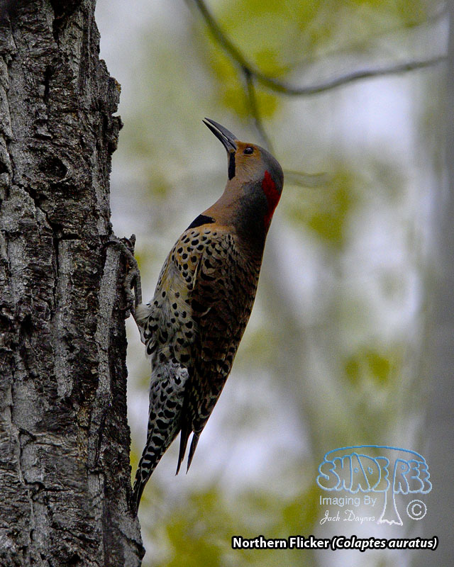 Northern Flicker - Colaptes auratus
