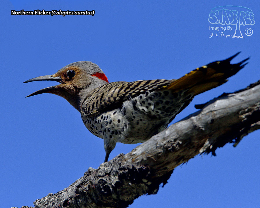 Northern Flicker - Colaptes auratus