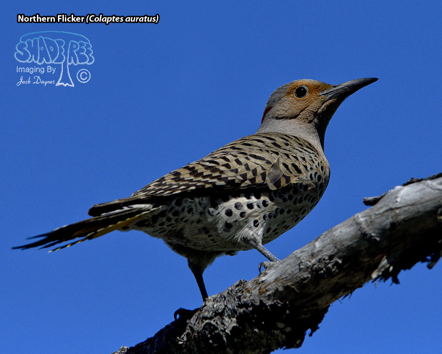 Northern Flicker - Colaptes auratus