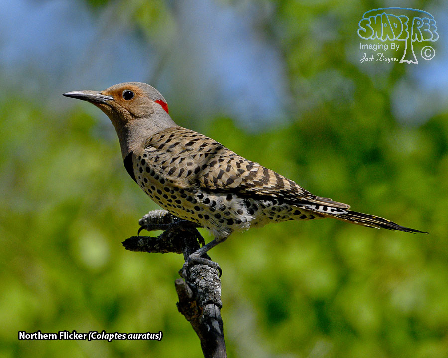 Northern Flicker - Colaptes auratus